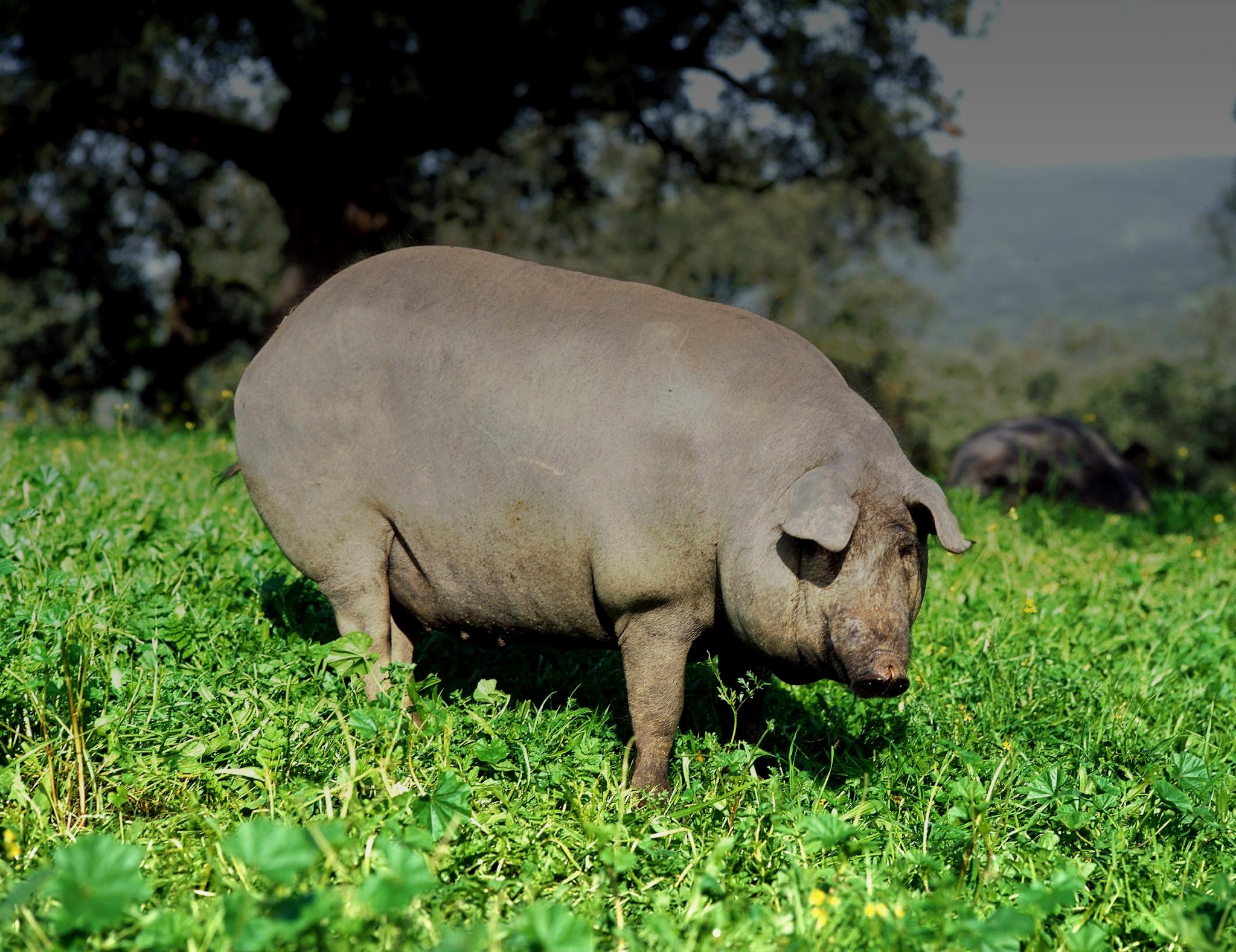 Cerdo ibérico puro